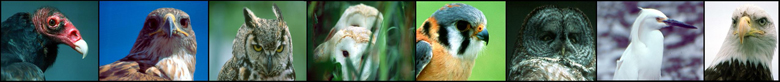Oiseaux